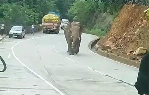 Elephant 